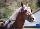 Pferd International 019